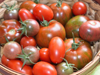 Gibt's nicht nur in rot - Tomaten bieten eine unglaubliche Vielfalt in Form, Farbe und Geschmack!